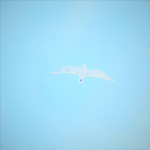 Soaring