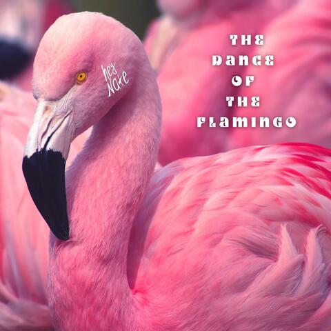The Dance of the Flamingo
