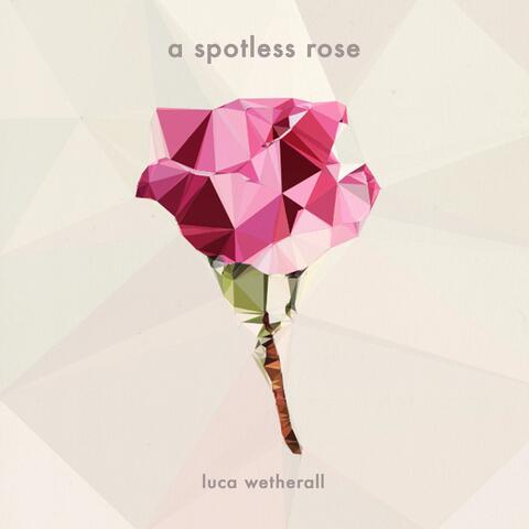 A Spotless Rose