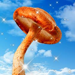 magic mushroom