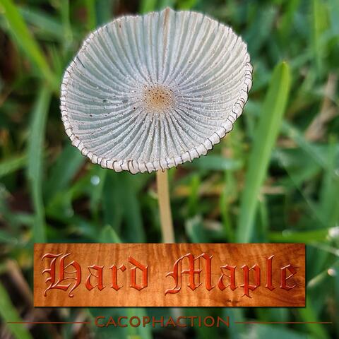 Hard Maple