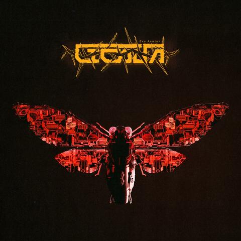 Cicada