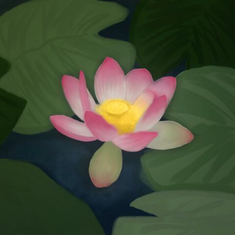 Lotus