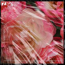 Fiori di rose (feat. DELTA)