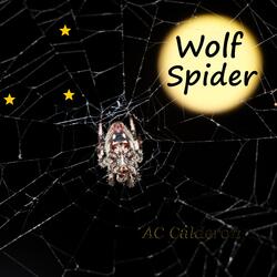 Wolf Spider