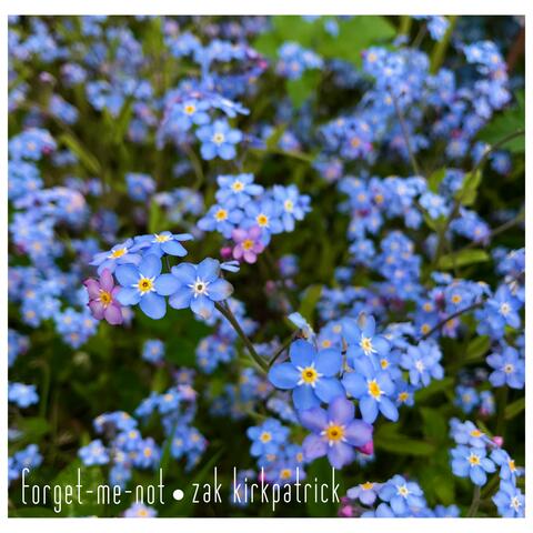 Forget-Me-Not