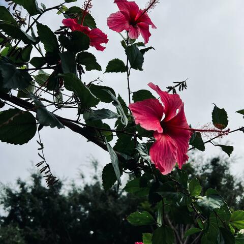 QUE (feat. Juice Castro)