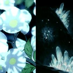 flower cave sleeper
