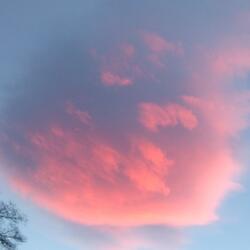 Siblings (Not My Own)