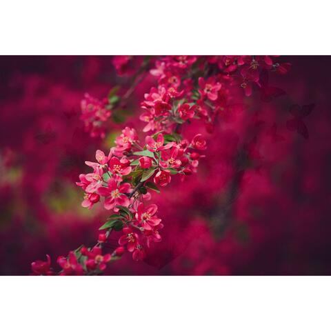 Spring Flowers