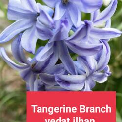 Tangerine Branch