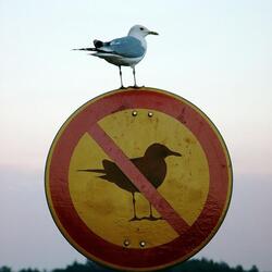 Big Risk Taker