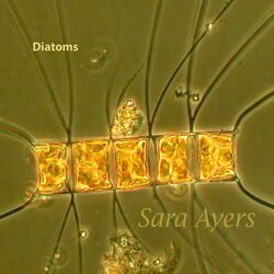 Diatoms