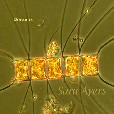 Diatoms