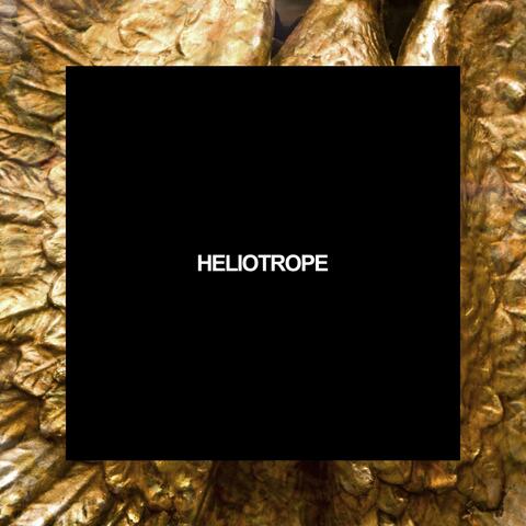 Heliotrope