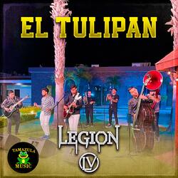 El Tulipan