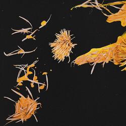 Chrysanthemum