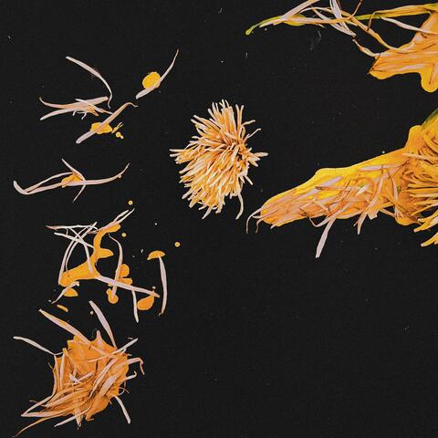 Chrysanthemum