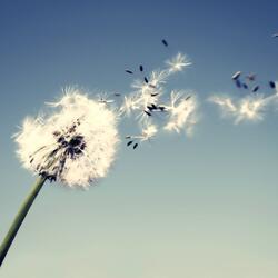 Strong Within the Wind