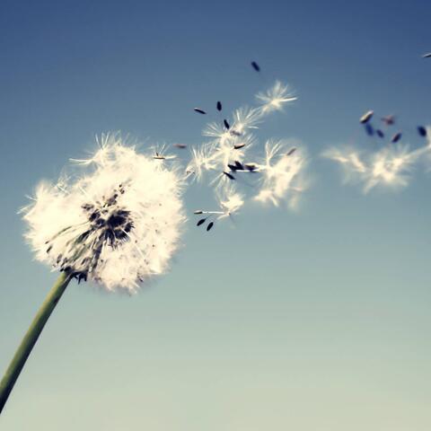 Strong Within the Wind
