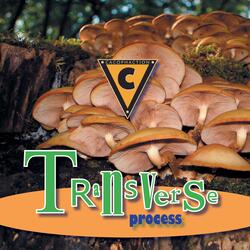 Transverse Process