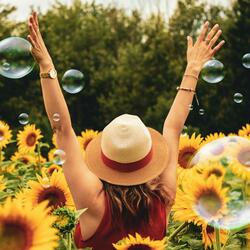 Sunflower Groove