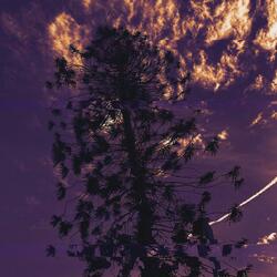 Family Tree (Wonderland) (feat. Aldo'Onie)