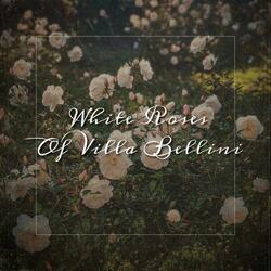White Roses of Villa Bellini