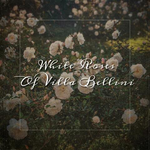 White Roses of Villa Bellini