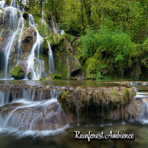 Rainforest Ambience
