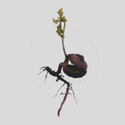 Bad Seed
