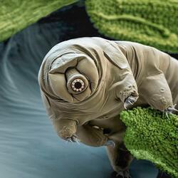 Tardigrade Finnegans Wake