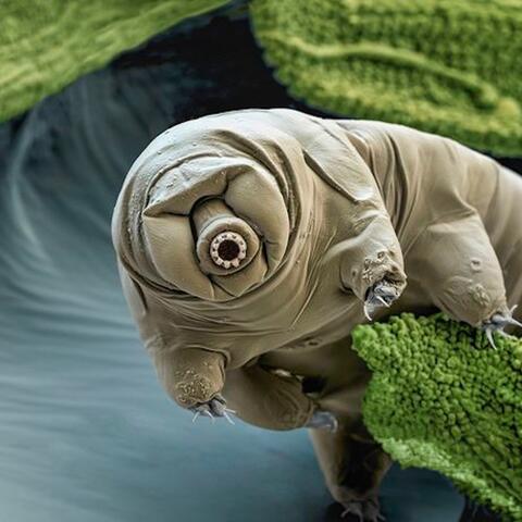 Tardigrade Finnegans Wake