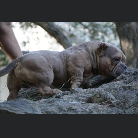 Not the lil one (feat. Dycegame)