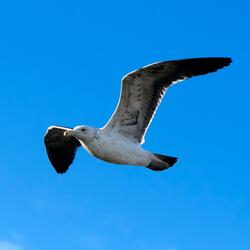Flying high