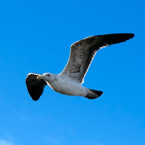 Flying high