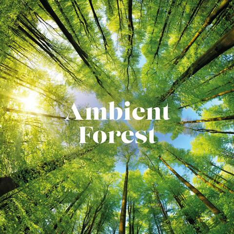 Ambient Forest