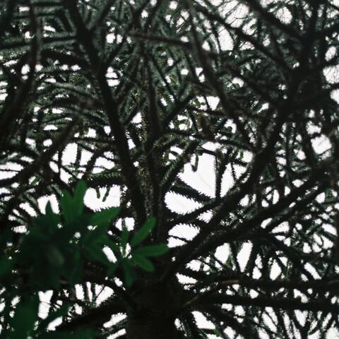 Beneath Branch and Leaf