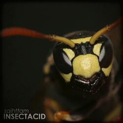 Insectacid