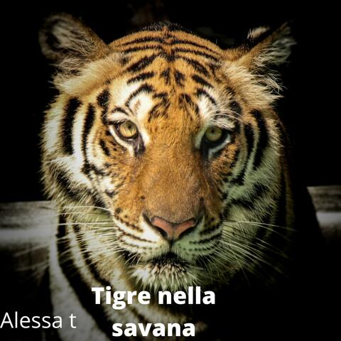Tigre nella savana