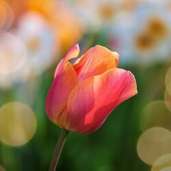 Known (feat. Chloe Edgecombe)