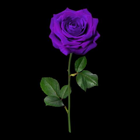 Purple Rose