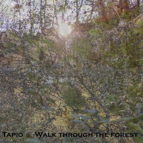 Walk through the Forest