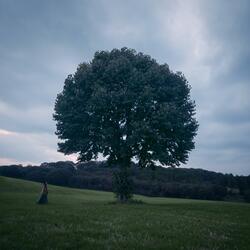 To the Tree
