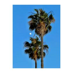 Palms
