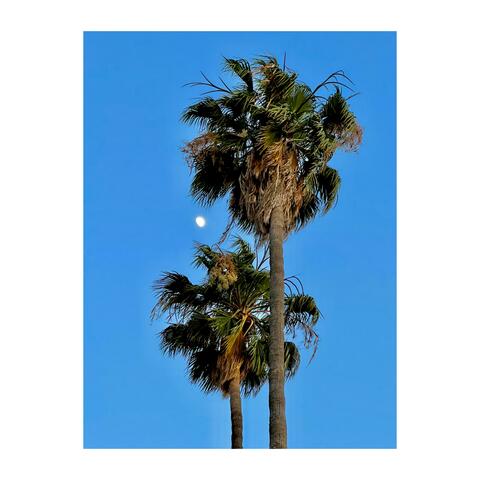 Palms