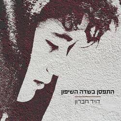 התפסן בשדה השיפון