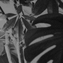 ARABESQUE (mist, and coffee)