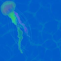 Jellyfish