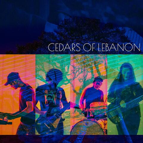 Cedars of Lebanon